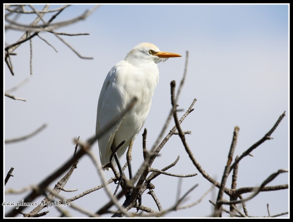 Héron garde-boeuf
