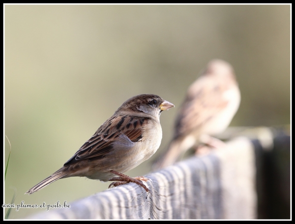 Moineau domestique