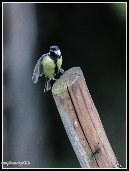 Mésange charbonnière