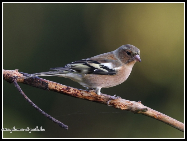 Pinson des arbres