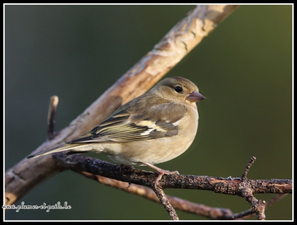Pinson des arbres (femelle)