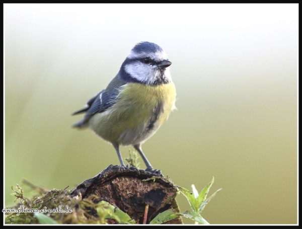 Mésange bleue