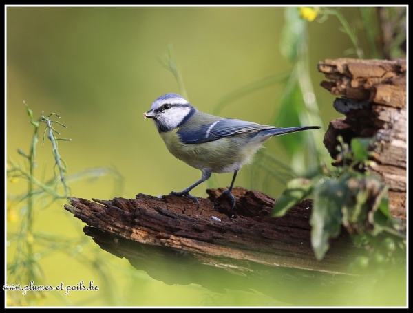 Mésange bleue