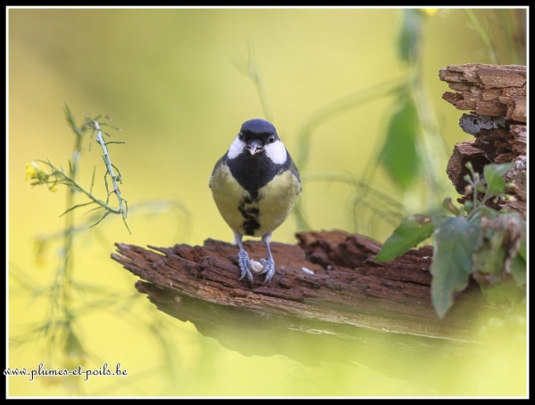 Mésange charbonnière