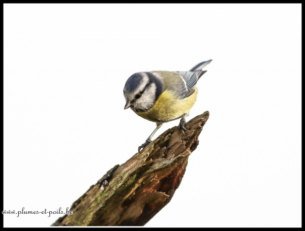 Mésange bleue