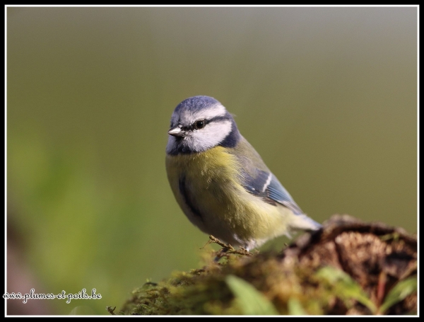 Mésange bleue