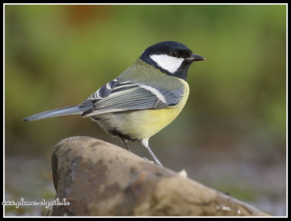 Mésange charbonnière