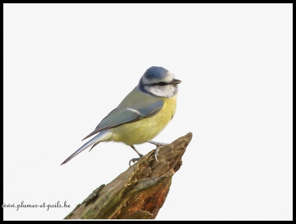 Mésange bleue