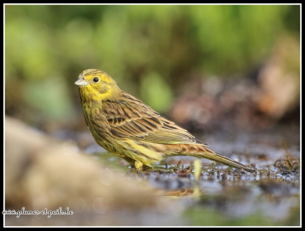 Bruant jaune