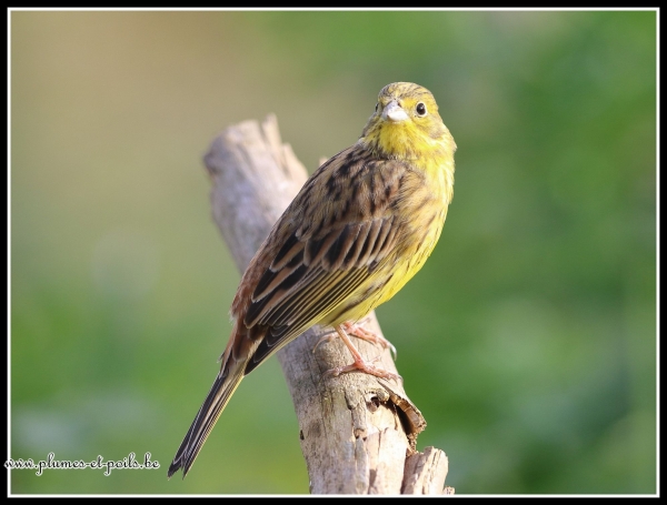 Bruant jaune