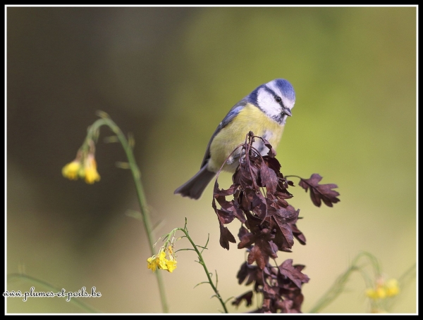 Mésange bleue