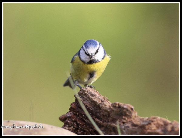 Mésange bleue