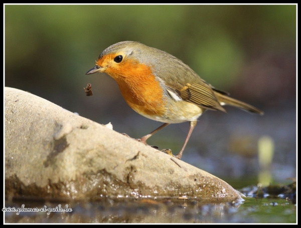 Rouge-gorge familier