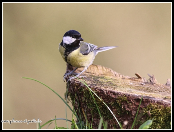 Mésange charbonnière