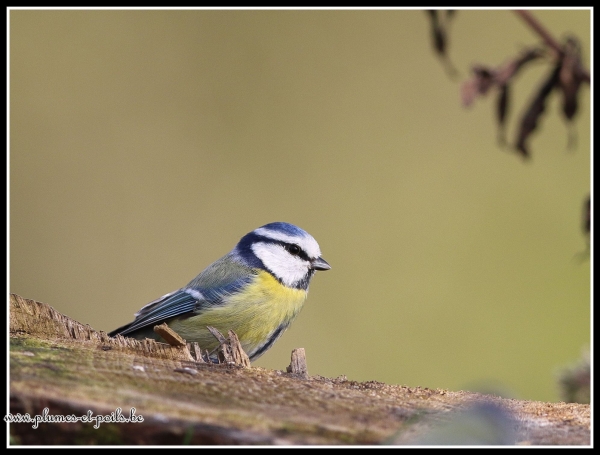 Mésange bleue
