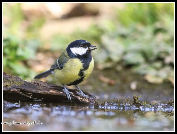 Mésange charbonnière