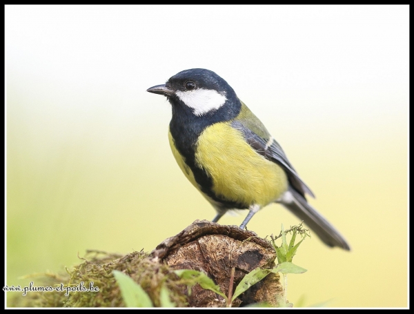 Mésange charbonnière