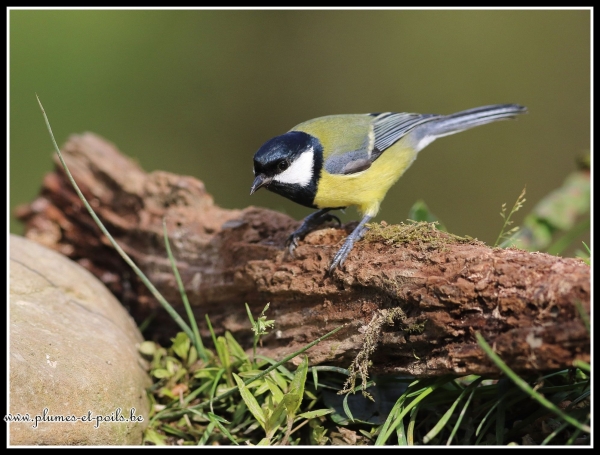 Mésange charbonnière