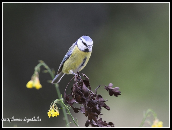 Mésange bleue