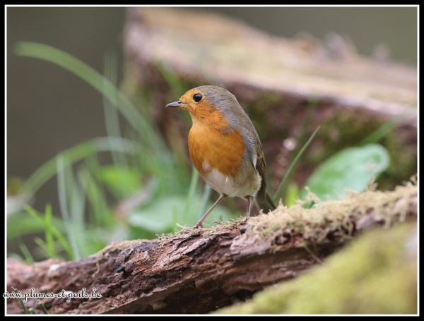 Rouge-gorge familier