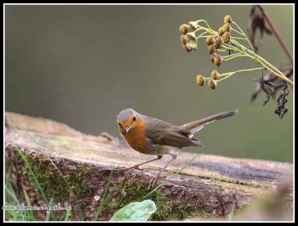 Rouge-gorge familier
