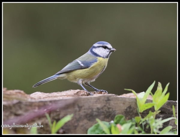 Mésange bleue
