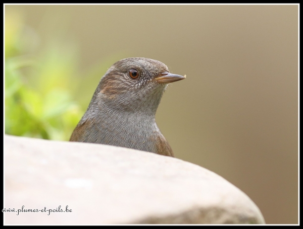 Accenteur mouchet