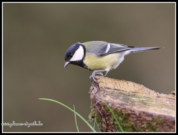 Mésange charbonnière