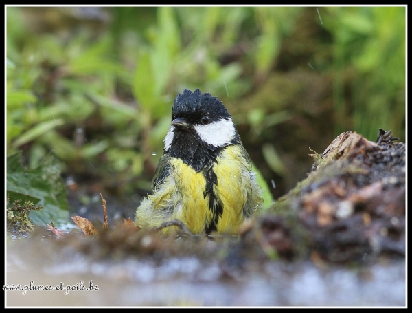Mésange charbonnière