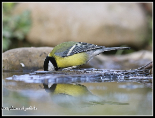 Mésange charbonnière
