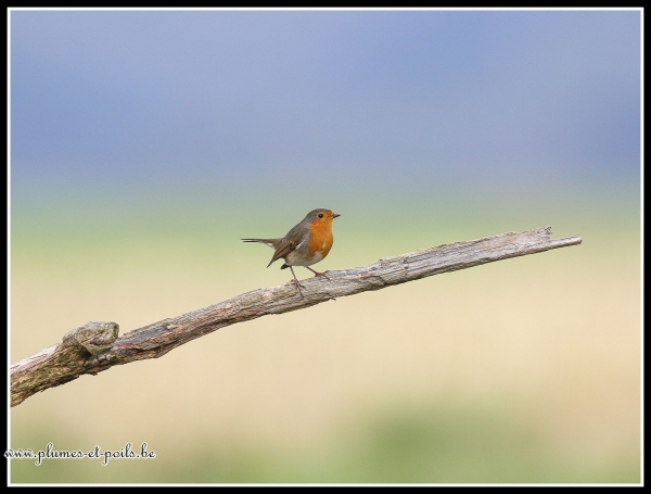 Rouge-gorge familier