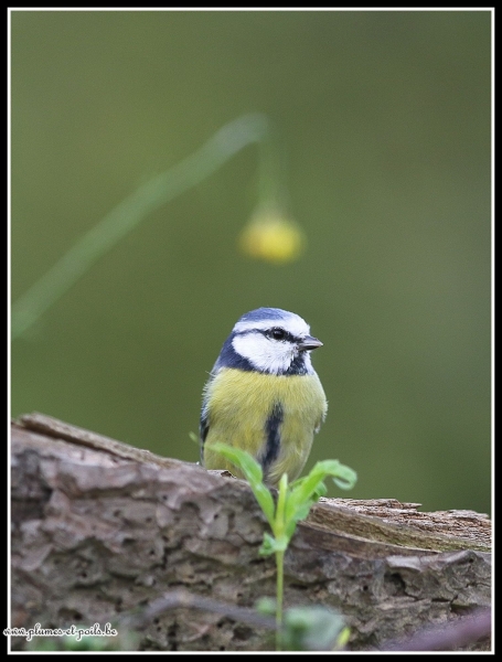 Mésange bleue