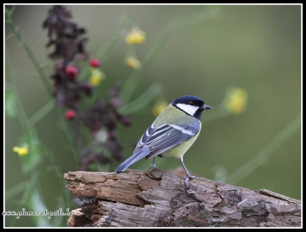 Mésange charbonnière