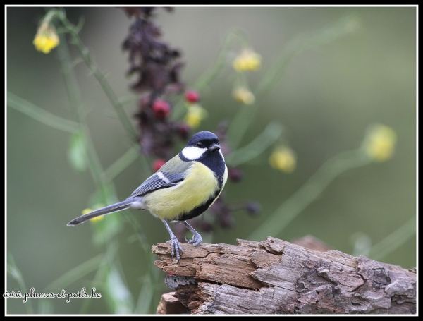 Mésange charbonnière
