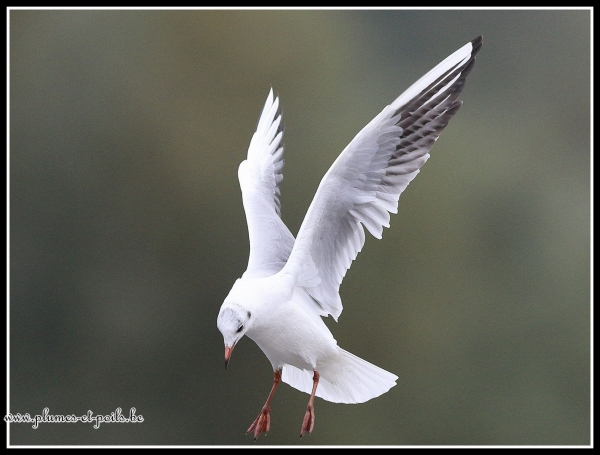 Mouette rieuse
