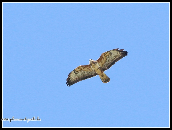 Buse variable