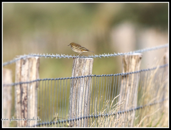 Pipit farlouse