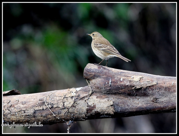 Pipit spioncelle