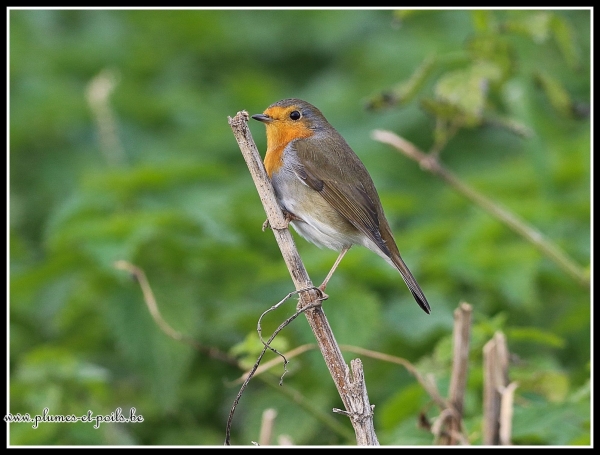 Rouge-gorge familier
