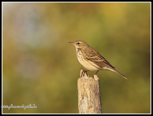 Pipit spioncelle