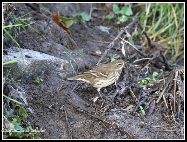 Pipit spioncelle