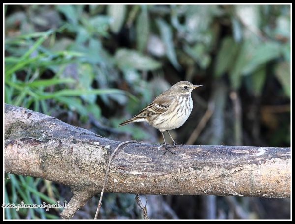 Pipit spioncelle