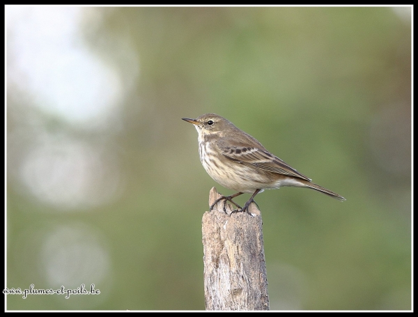 Pipit spioncelle