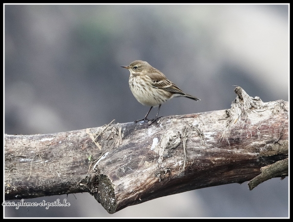 Pipit spioncelle