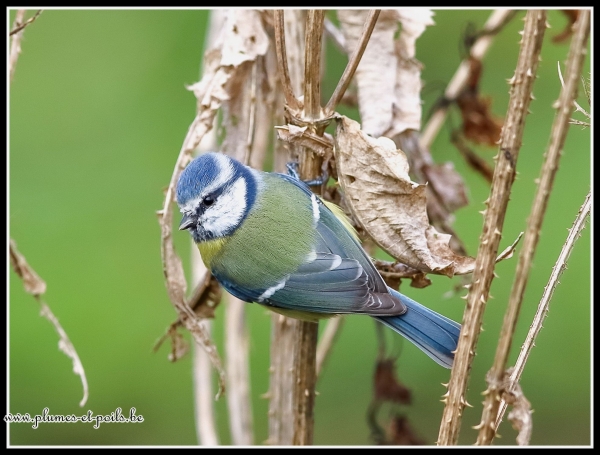 Mésange bleue