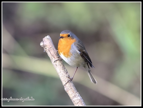 Rouge-gorge familier