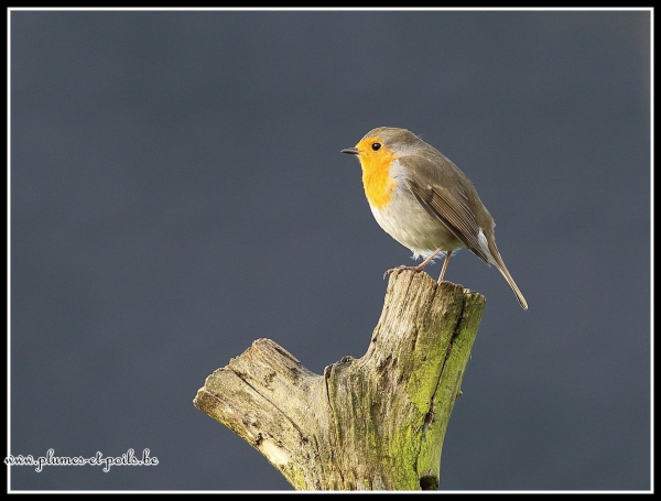 Rouge-gorge familier