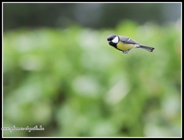 Mésange charbonnière