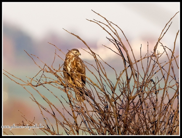 Buse variable