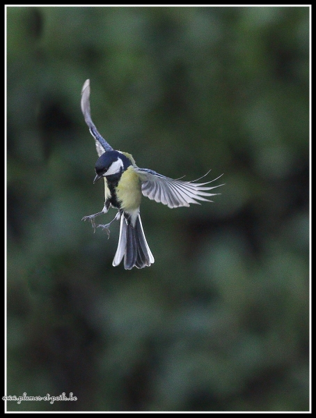Mésange charbonnière